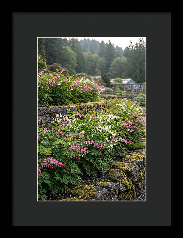 Bleeding Heart Blooms In Spring