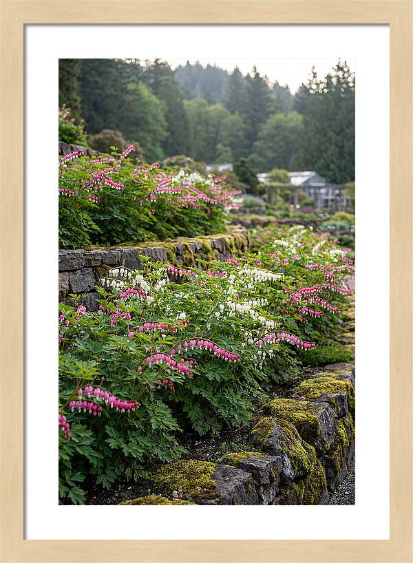 Bleeding Heart Blooms In Spring
