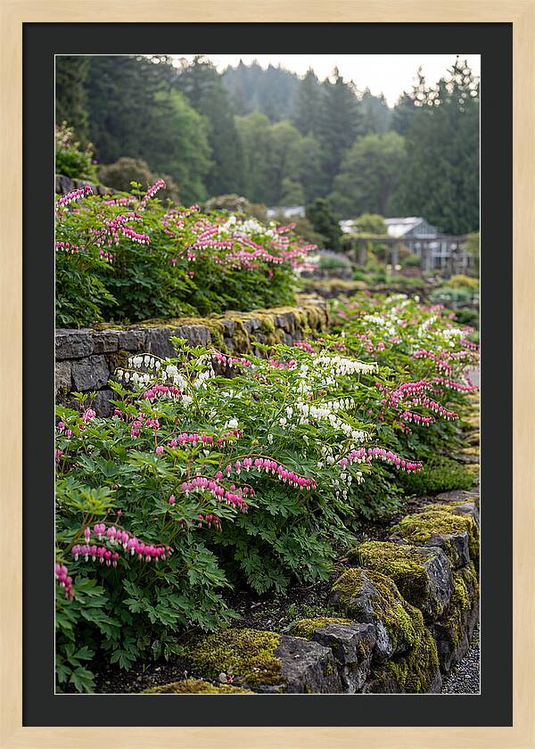 Bleeding Heart Blooms In Spring