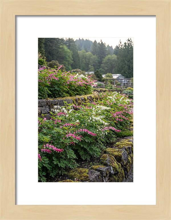 Bleeding Heart Blooms In Spring