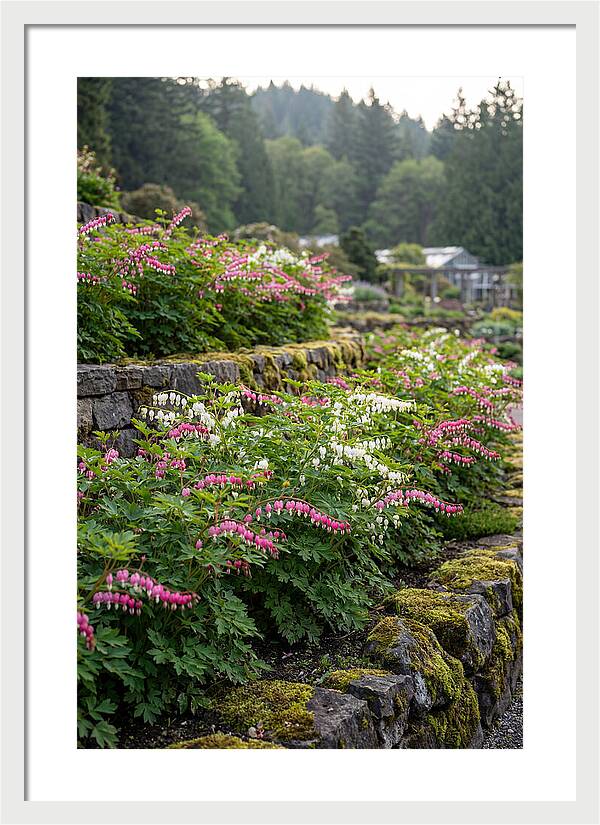 Bleeding Heart Blooms In Spring