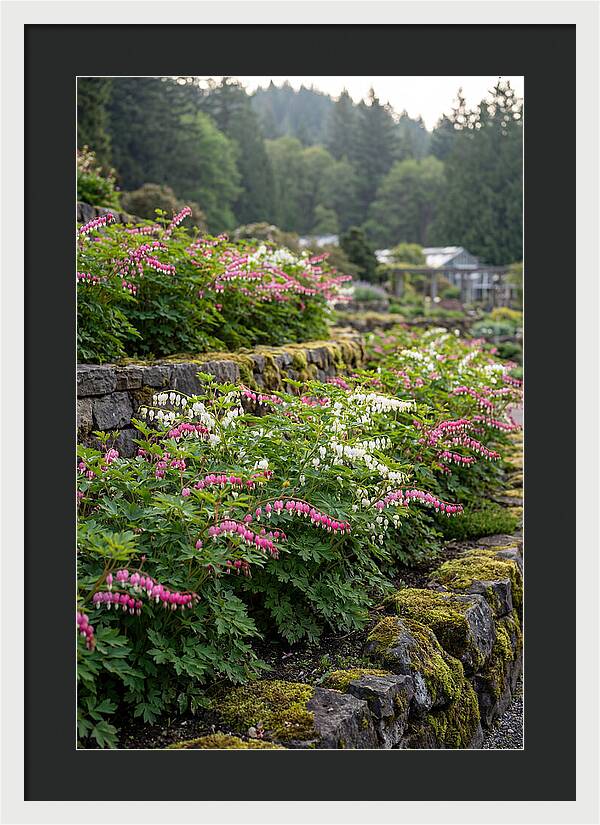 Bleeding Heart Blooms In Spring