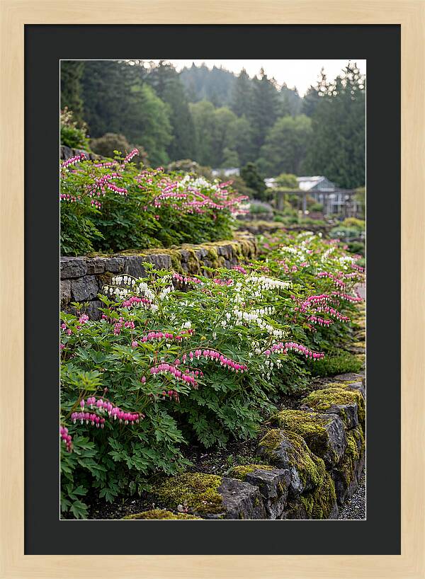 Bleeding Heart Blooms In Spring