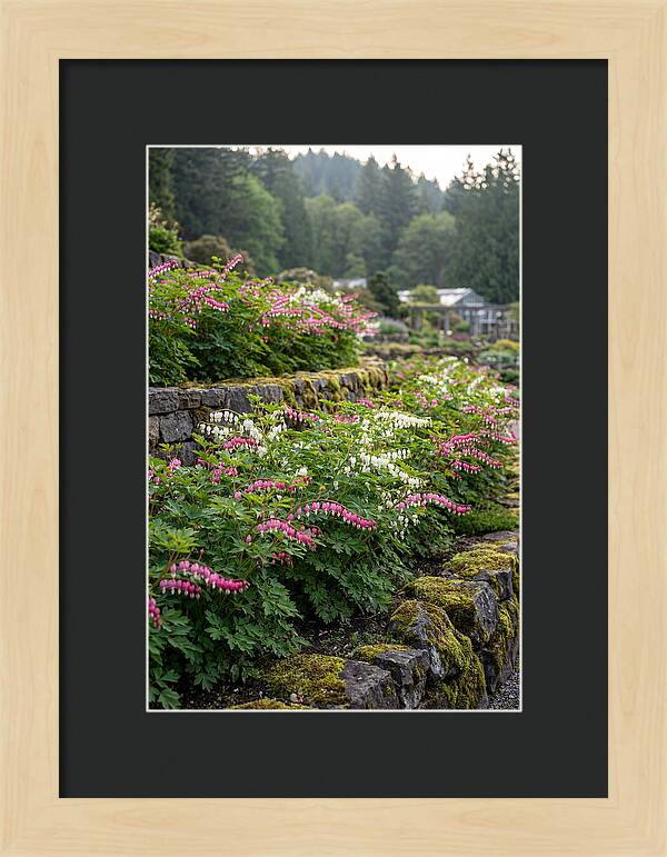 Bleeding Heart Blooms In Spring