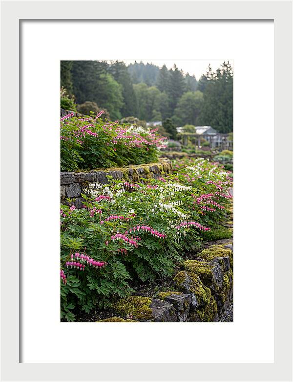 Bleeding Heart Blooms In Spring