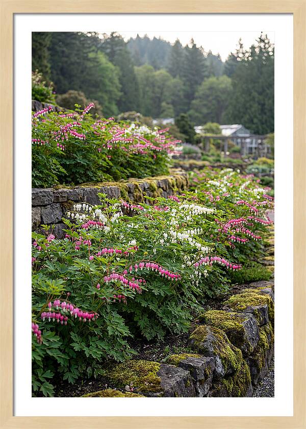 Bleeding Heart Blooms In Spring
