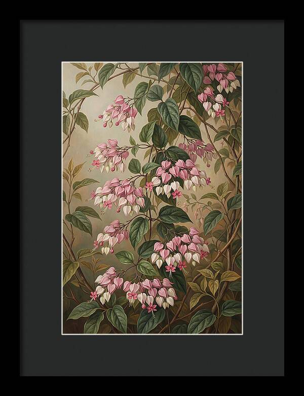 Bleeding Heart Vine Blooms