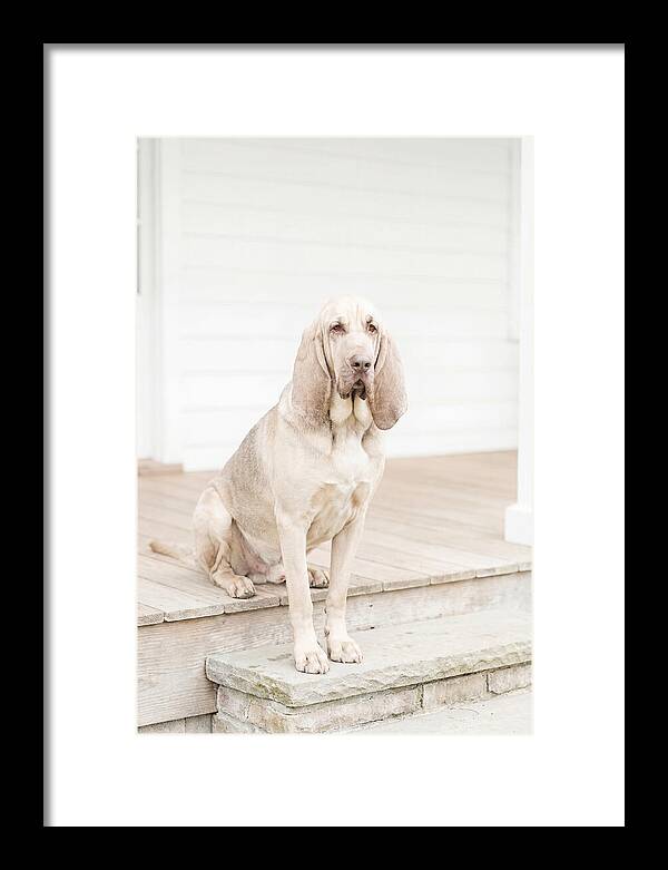 Bloodhound With Droopy Ears