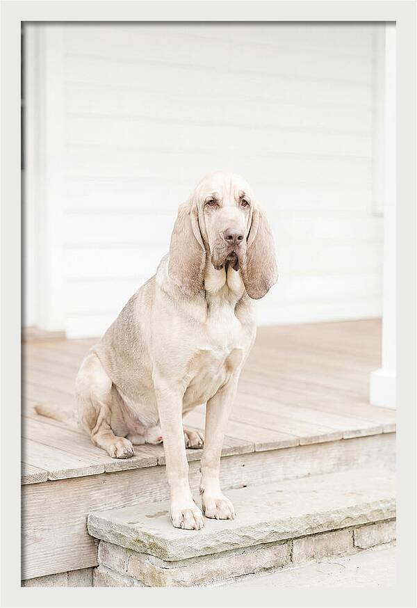 Bloodhound With Droopy Ears