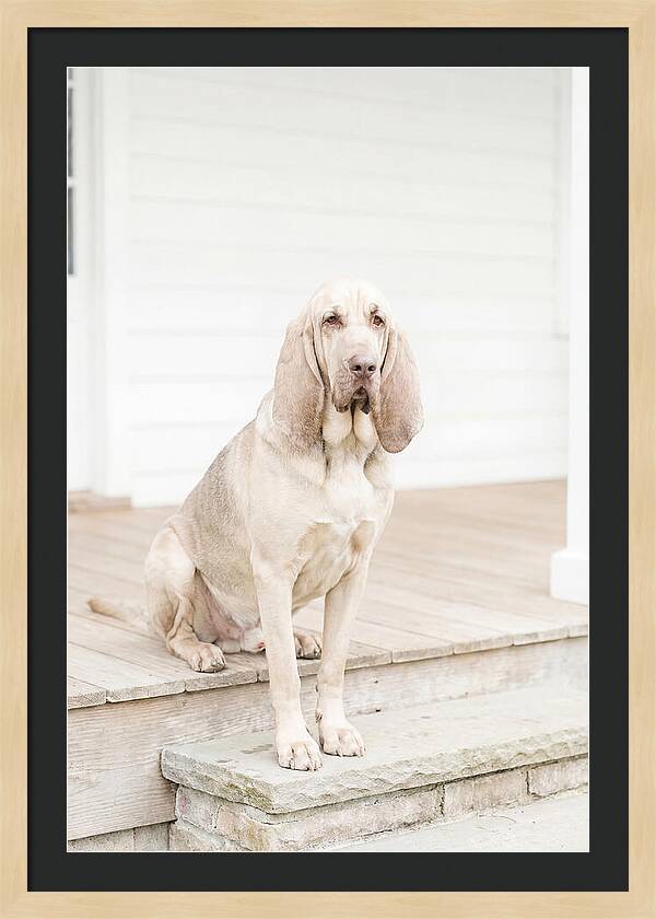Bloodhound With Droopy Ears