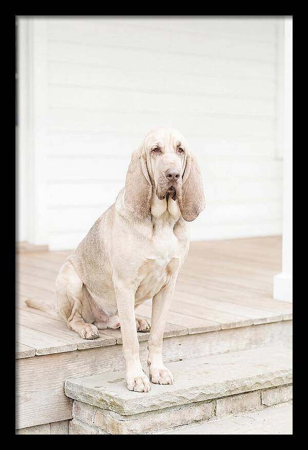 Bloodhound With Droopy Ears
