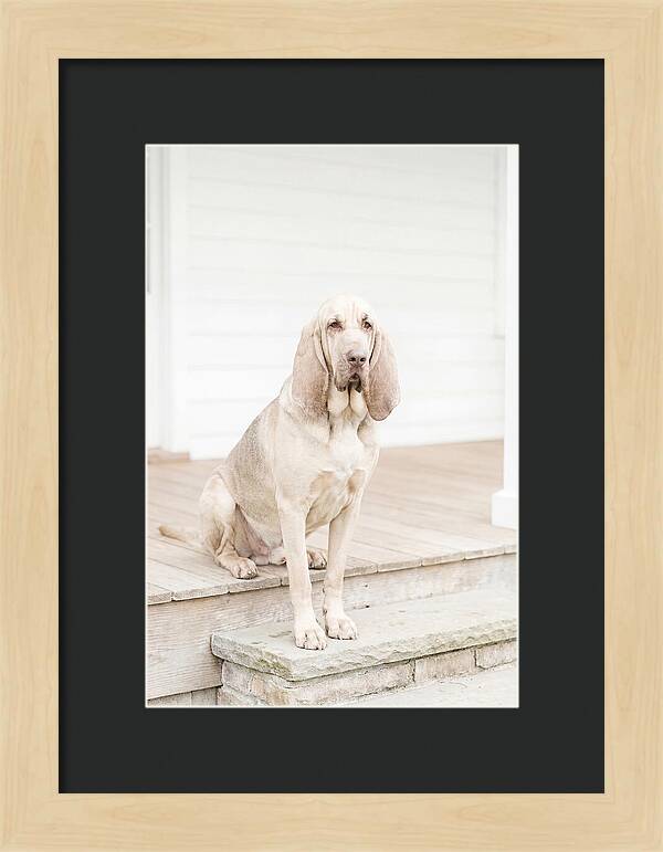 Bloodhound With Droopy Ears