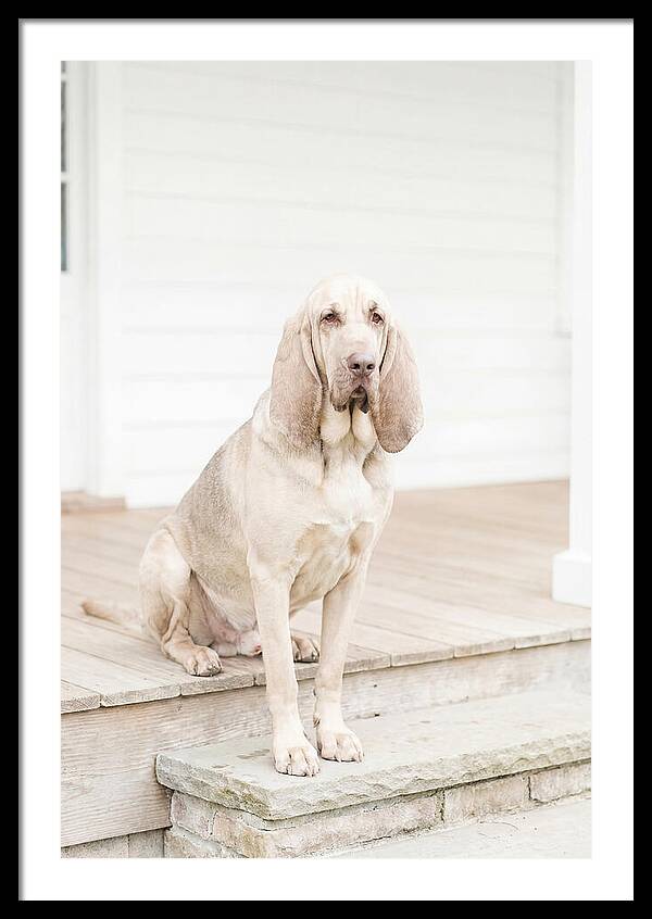 Bloodhound With Droopy Ears