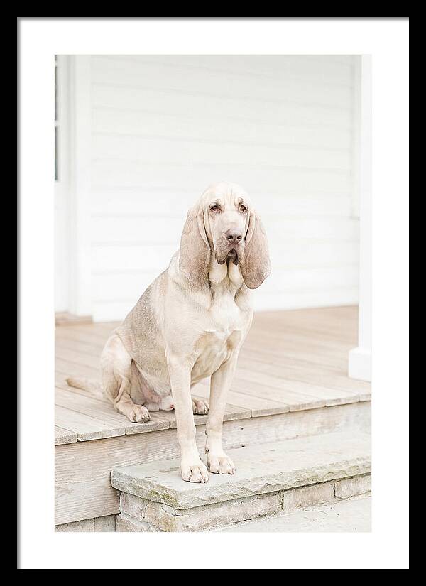 Bloodhound With Droopy Ears