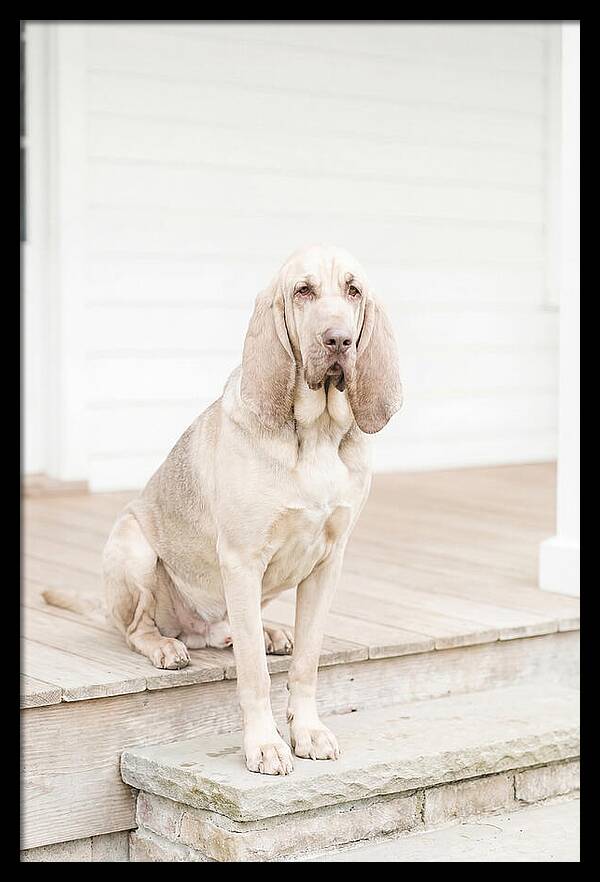 Bloodhound With Droopy Ears