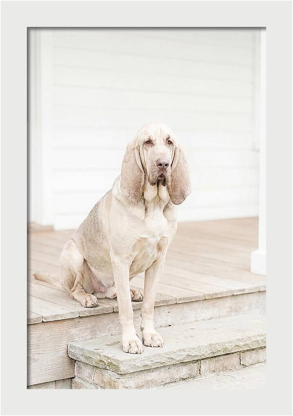 Bloodhound With Droopy Ears