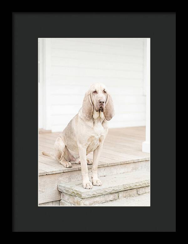 Bloodhound With Droopy Ears