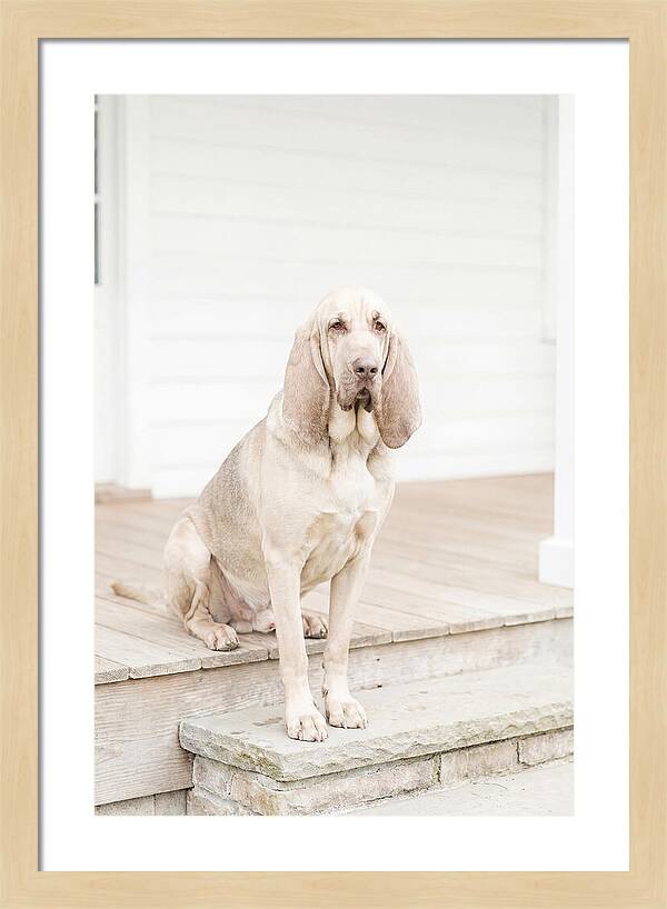 Bloodhound With Droopy Ears
