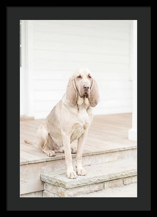 Bloodhound With Droopy Ears