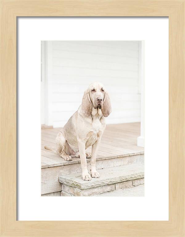 Bloodhound With Droopy Ears