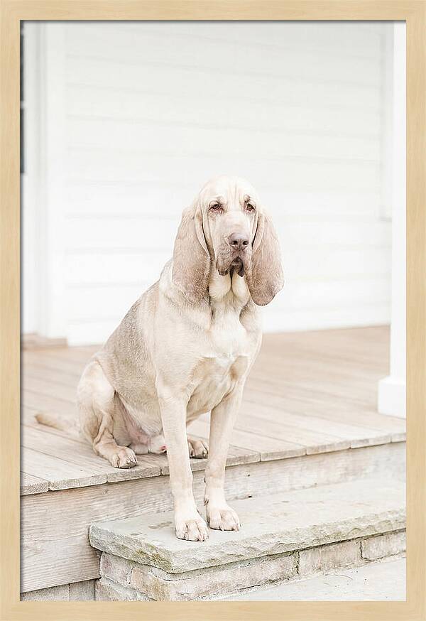 Bloodhound With Droopy Ears