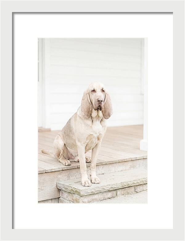 Bloodhound With Droopy Ears