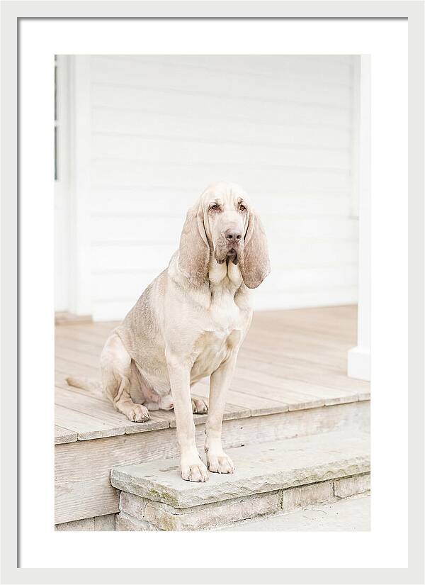 Bloodhound With Droopy Ears