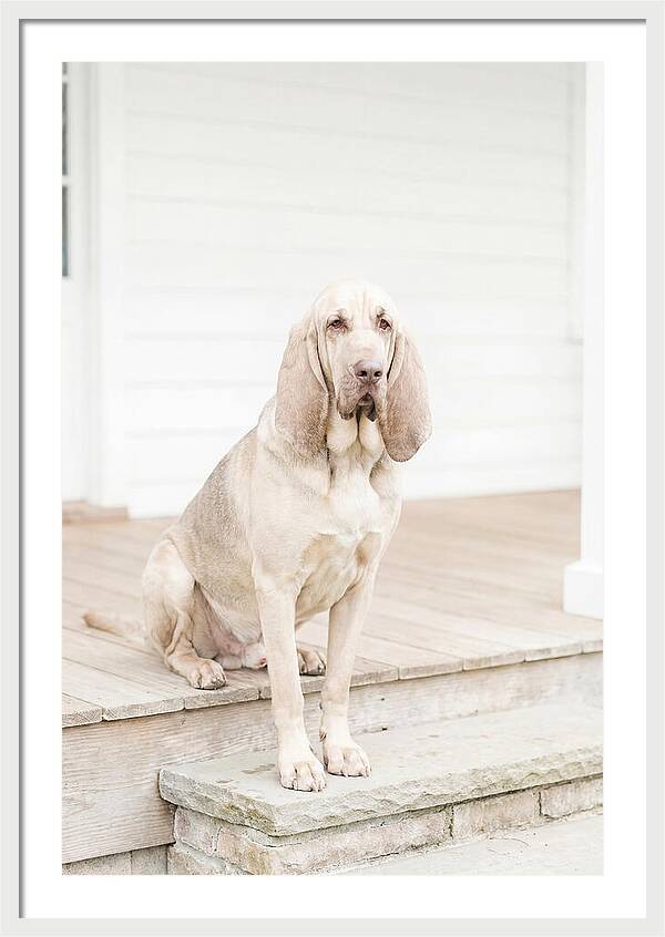 Bloodhound With Droopy Ears