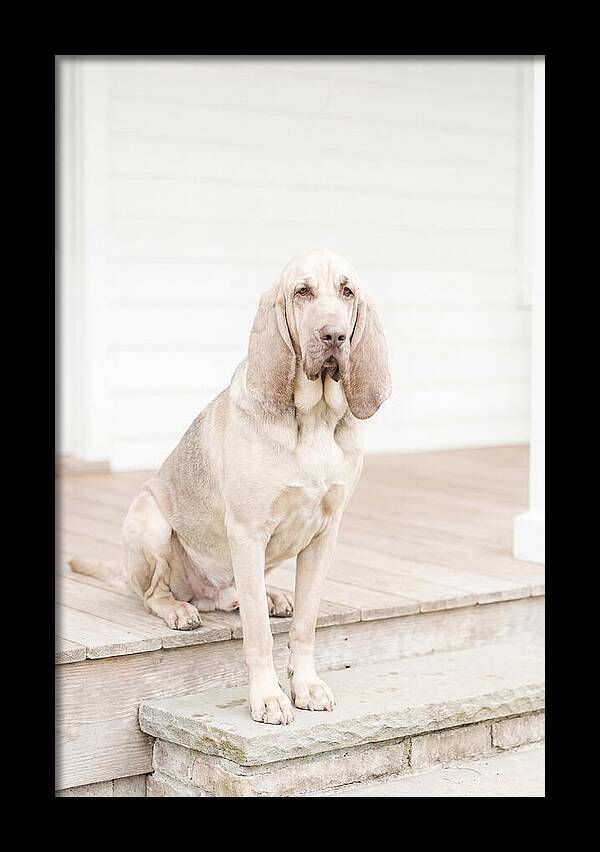 Bloodhound With Droopy Ears