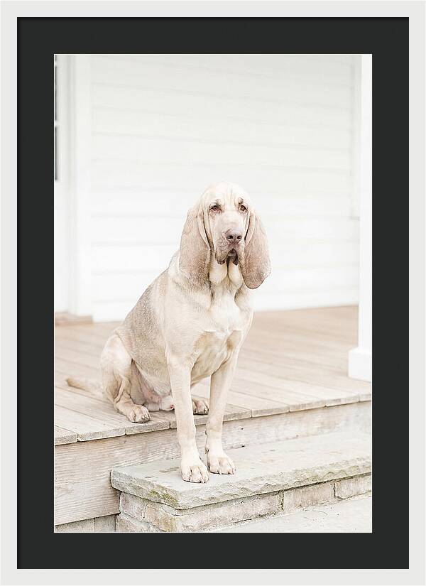 Bloodhound With Droopy Ears