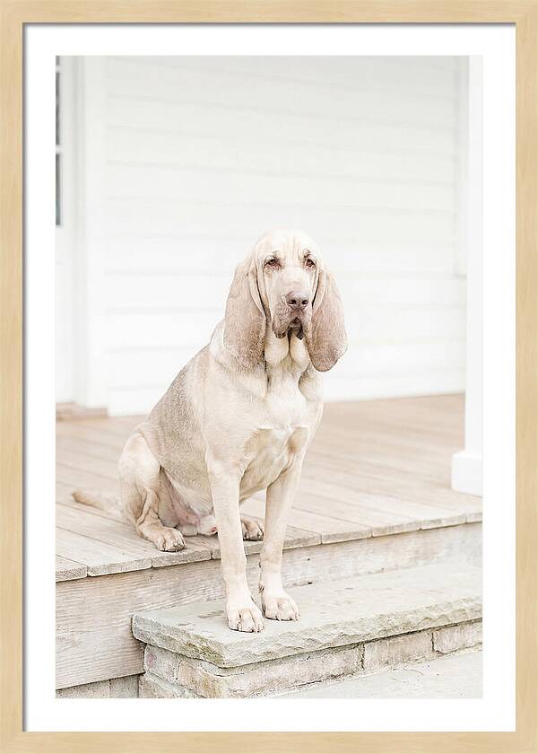 Bloodhound With Droopy Ears