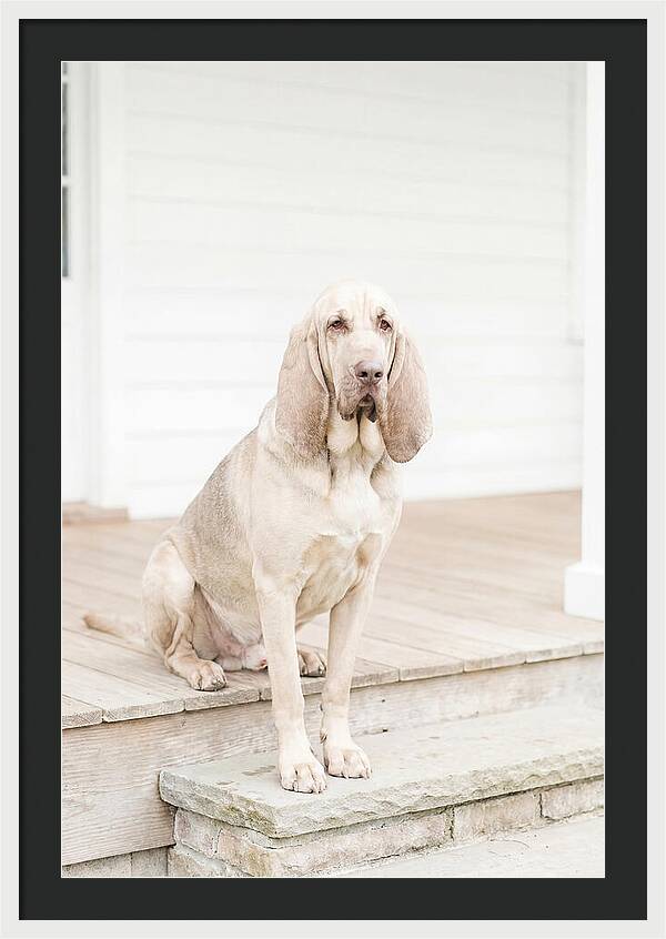 Bloodhound With Droopy Ears