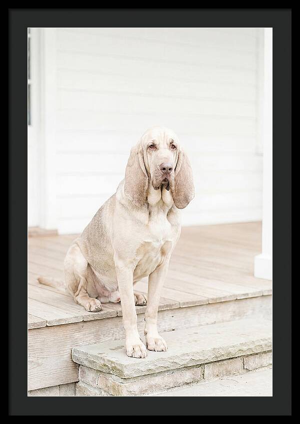 Bloodhound With Droopy Ears