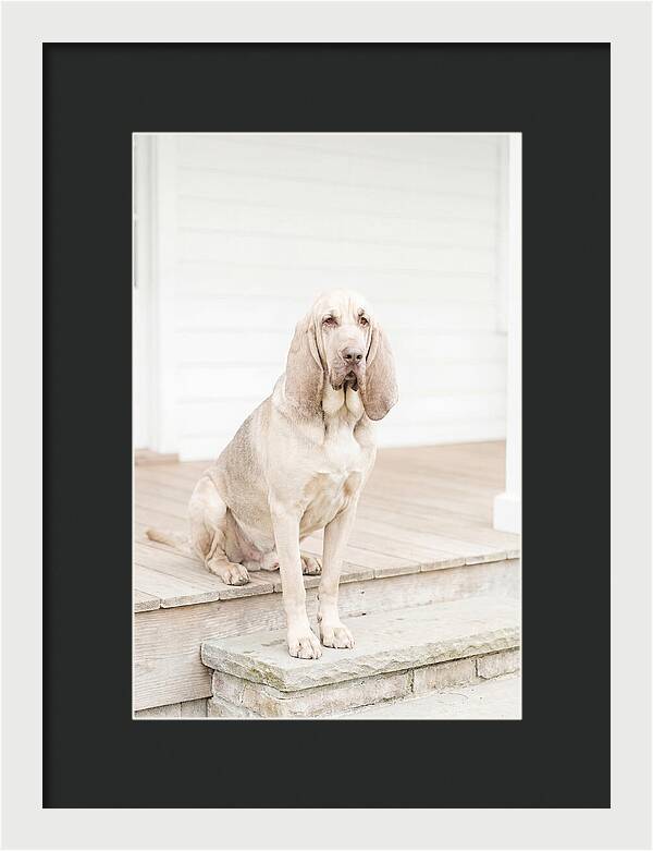 Bloodhound With Droopy Ears