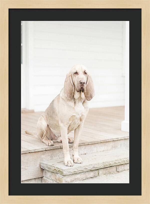 Bloodhound With Droopy Ears