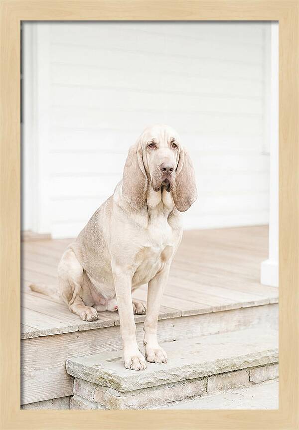 Bloodhound With Droopy Ears