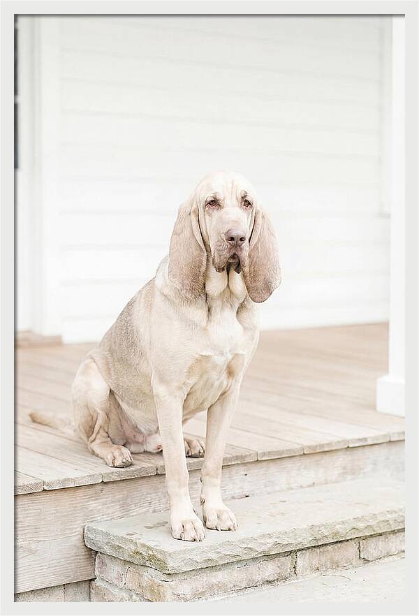Bloodhound With Droopy Ears