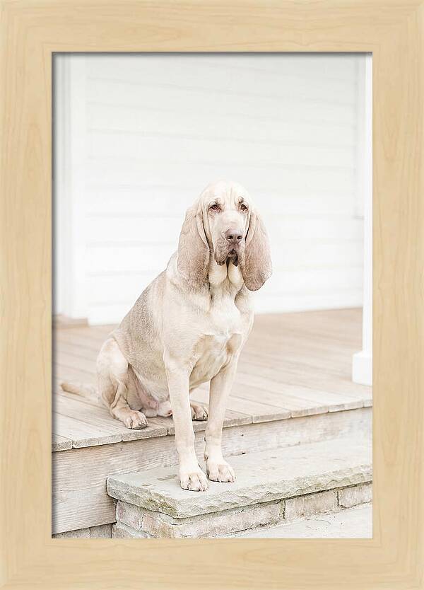 Bloodhound With Droopy Ears