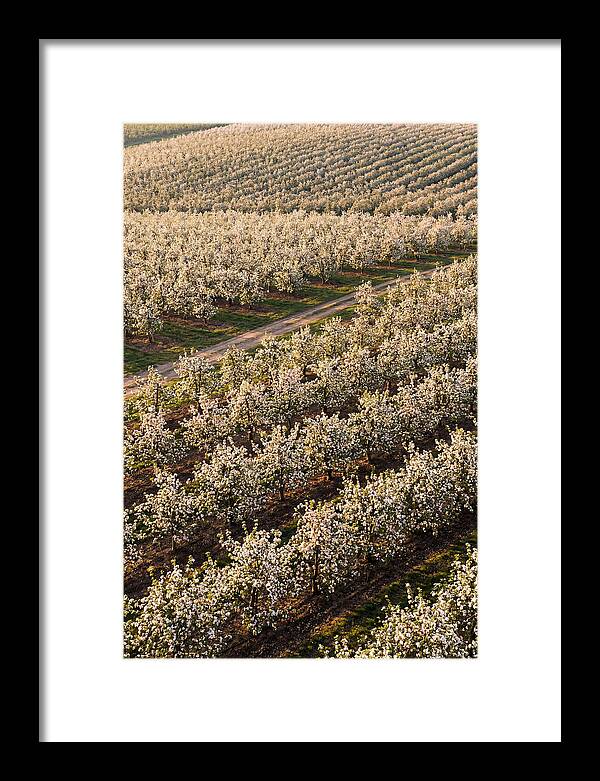 Blooming Apple Orchard