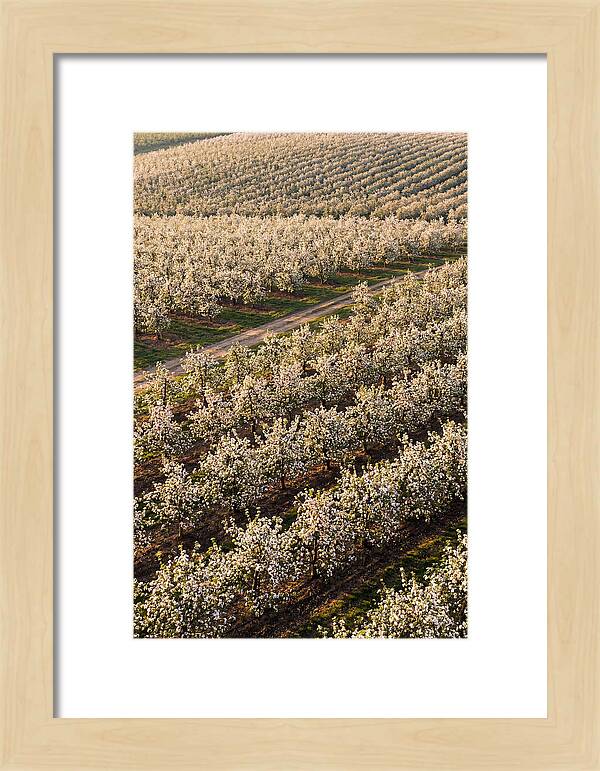 Blooming Apple Orchard