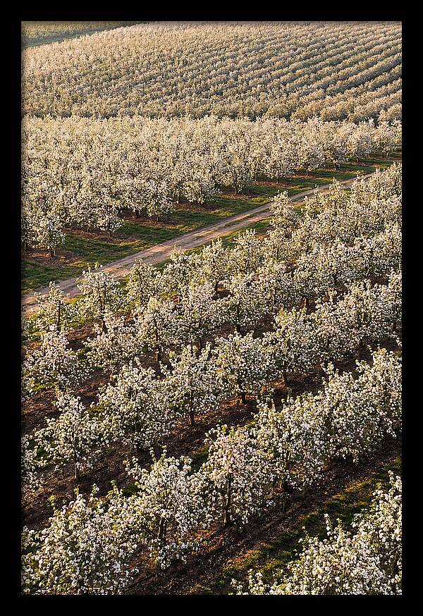 Blooming Apple Orchard