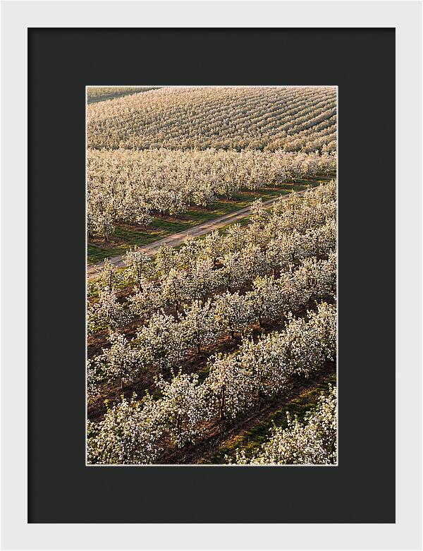 Blooming Apple Orchard