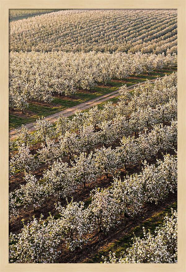 Blooming Apple Orchard