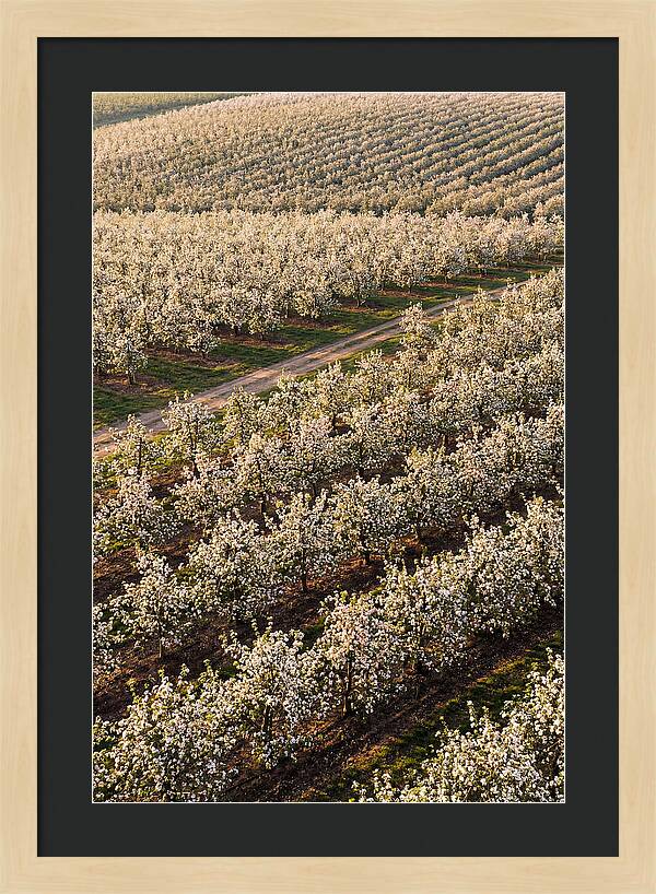 Blooming Apple Orchard