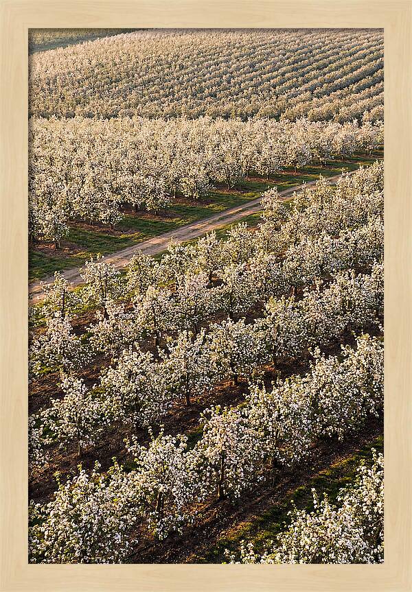Blooming Apple Orchard