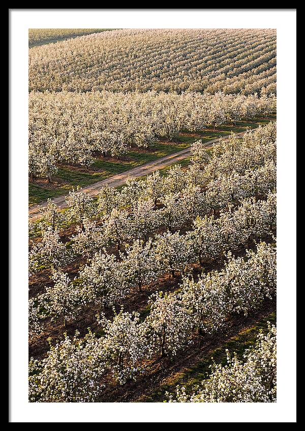 Blooming Apple Orchard