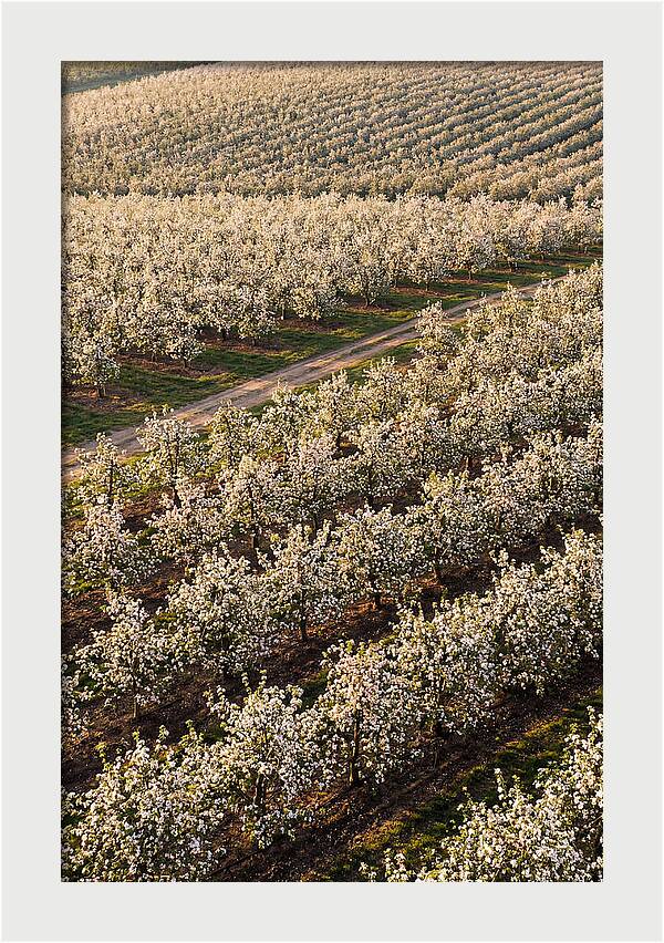 Blooming Apple Orchard