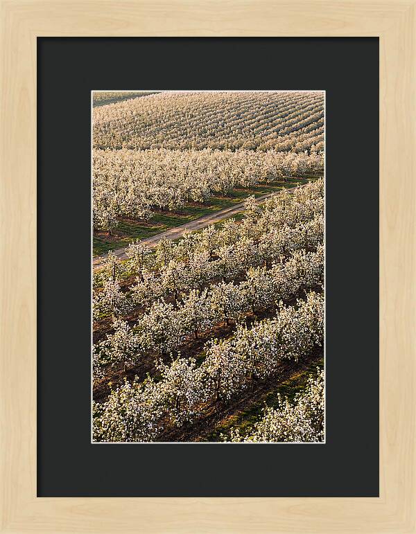 Blooming Apple Orchard