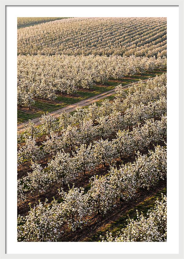 Blooming Apple Orchard
