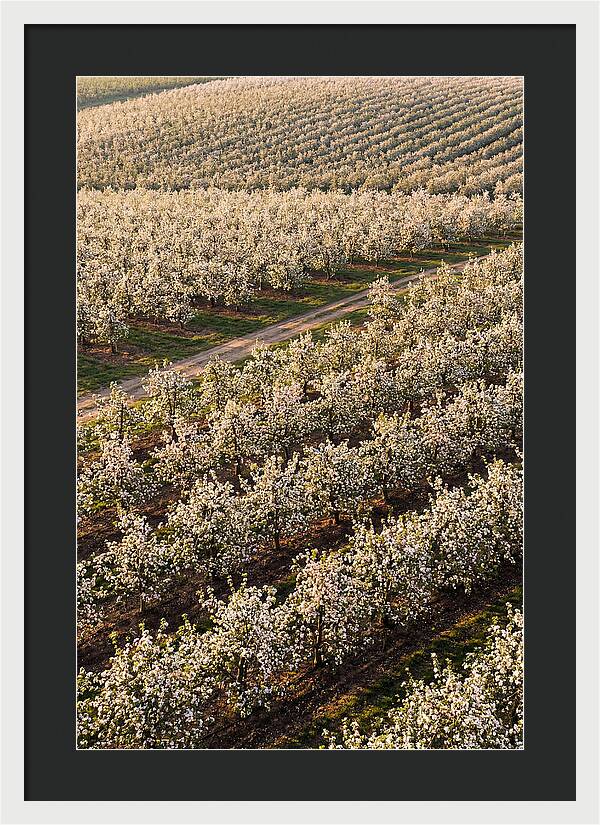 Blooming Apple Orchard